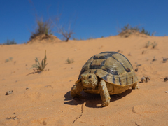 Egyptian Tortoise photo 3