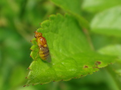 Chlorops