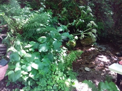 Valeriana pyrenaica