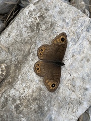 Lasiommata petropolitana