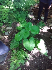Valeriana pyrenaica