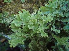 Pseudocyphellaria granulata