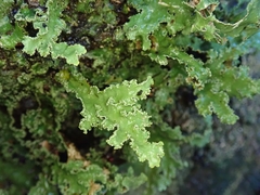 Pseudocyphellaria granulata