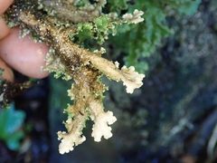 Pseudocyphellaria granulata