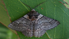 Hypobapta percomptaria