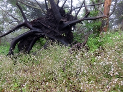 Micranthes petiolaris