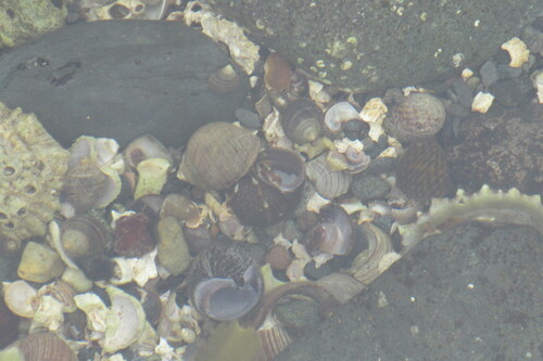 Common Hermit Crab
