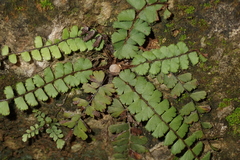 Adiantum malesianum