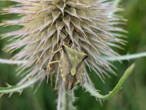 Carpocoris fuscispinus