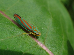 Graphocephala