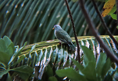 Atoll Fruit-Dove photo 2