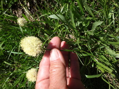 Calliscirpus brachythrix