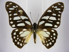 Graphium leonidas leonidas