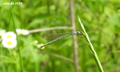 Indolestes peregrinus