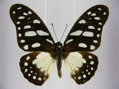 Graphium leonidas leonidas