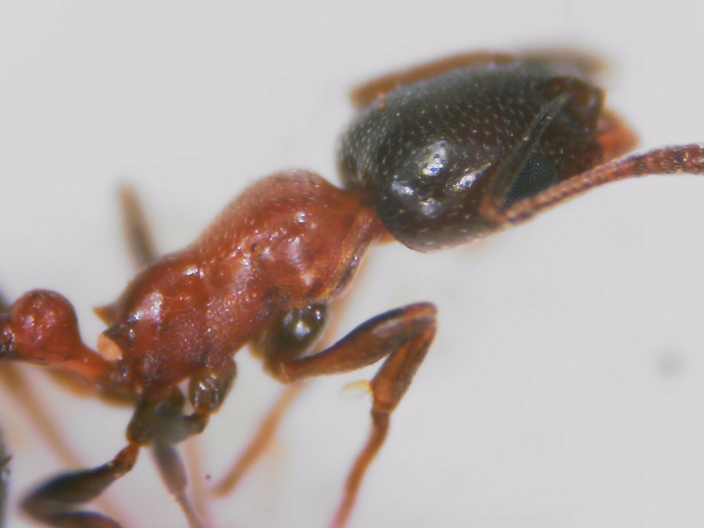 Cardiocondyla batesii
