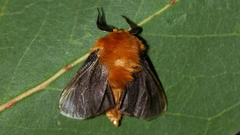 Lomera xanthochrysa