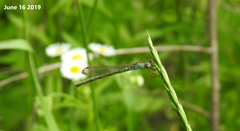 Indolestes peregrinus