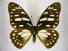 Graphium leonidas leonidas