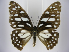 Graphium leonidas leonidas