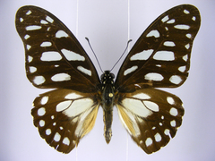 Graphium leonidas leonidas
