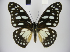Graphium leonidas leonidas