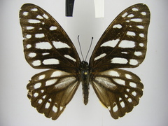Graphium leonidas leonidas