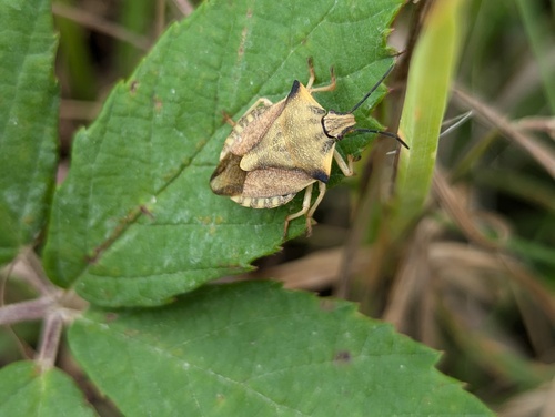 Carpocoris fuscispinus