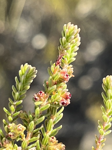 Image of Erica serrata by (c) Dave U, some rights reserved (CC BY-SA)