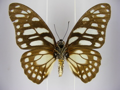 Graphium leonidas leonidas