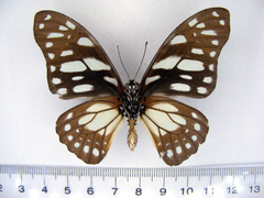 Graphium leonidas leonidas