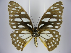 Graphium leonidas leonidas