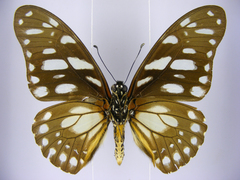 Graphium leonidas leonidas