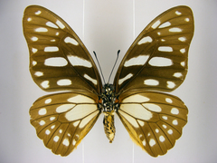 Graphium leonidas leonidas