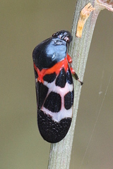 Cosmoscarta exultans