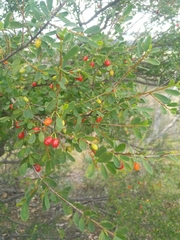 Erythroxylum australe