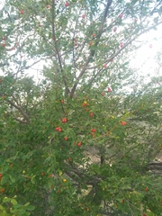 Erythroxylum australe