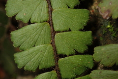 Adiantum malesianum
