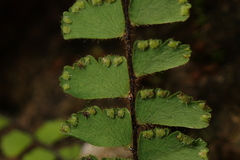 Adiantum malesianum