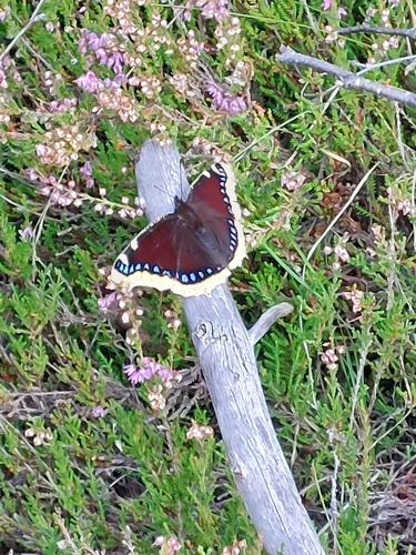 Mourning Cloak