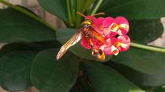 Delta pyriforme pyriforme