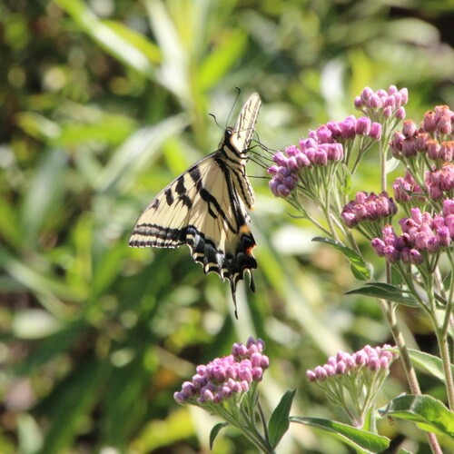 iNaturalist observation photo of Western Tiger Swallowtail