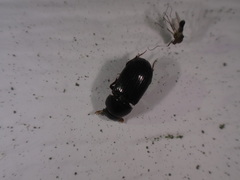 Aphodius