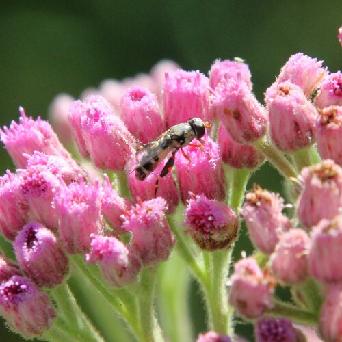 iNaturalist observation photo of Thick-legged Hover Fly