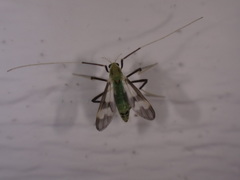 Stenochironomus hilaris