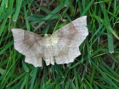 Metarranthis indeclinata