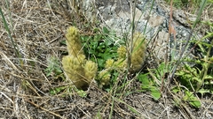 Ptilotus spathulatus