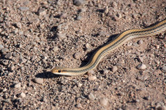 Salvadora deserticola