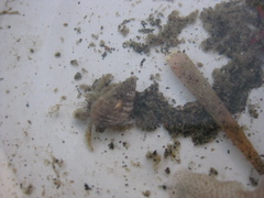 Lagis australis