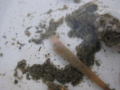Lagis australis